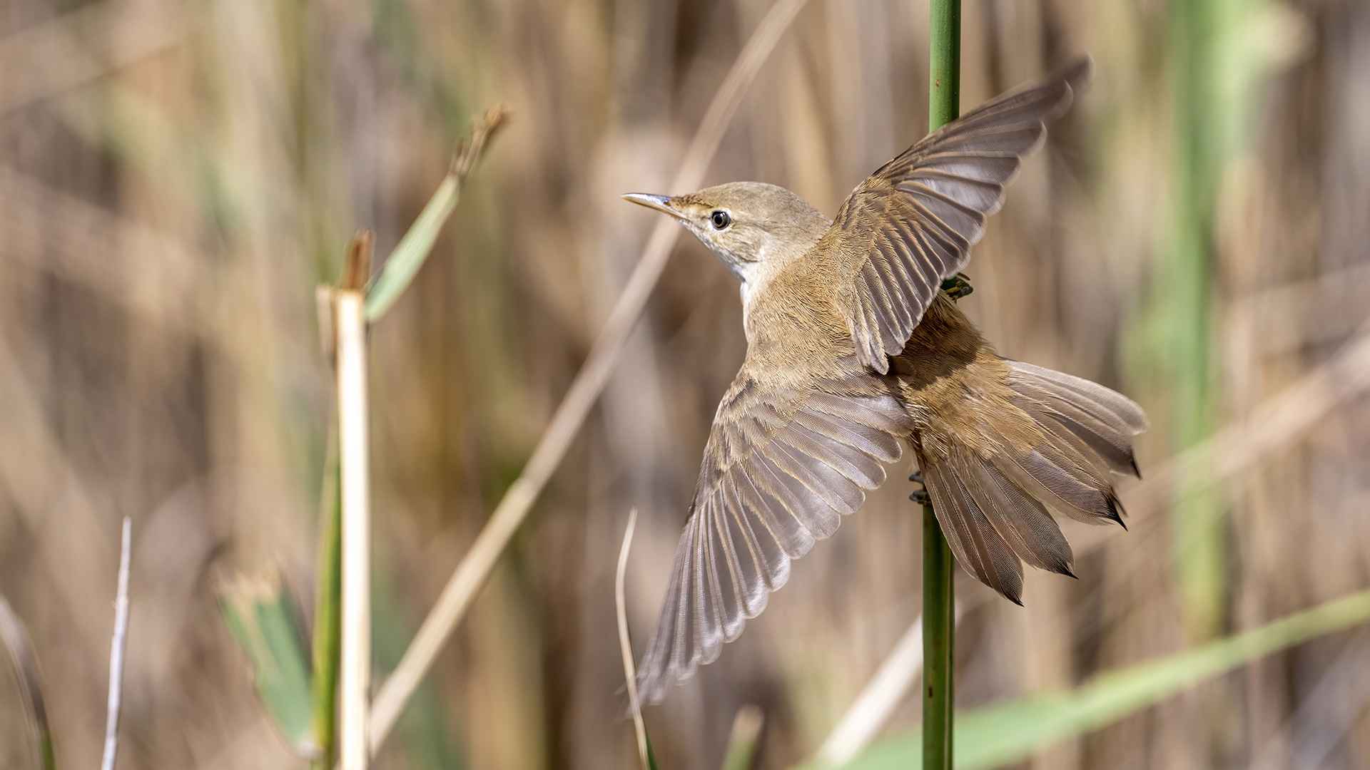 Eurasian Reed Warbler